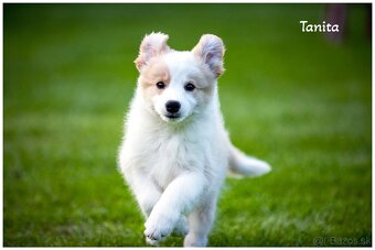 Border Collie Border Kolia s PP FCI barva ee red - 2