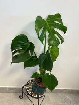 Monstera Deliciosa - 2