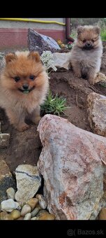 Oranžový špic -Pomeranian - 2