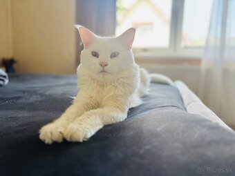Maine Coon, kocúrik na krytie - 2
