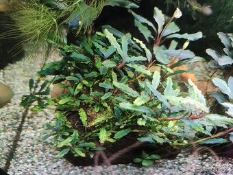 Predám rastlinky bucephalandra - 2