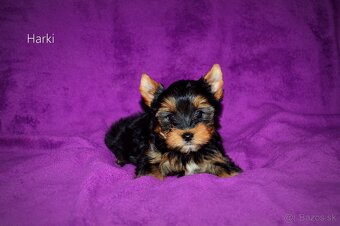 Yorkshirsky teriér mini s PP - 2