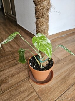 Monstera albo - 2
