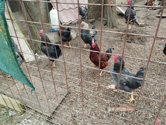 Predám kohútov - 2