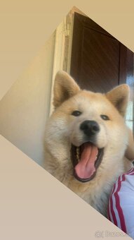 Darujem Akitu Inú do dobrých rúk - 2