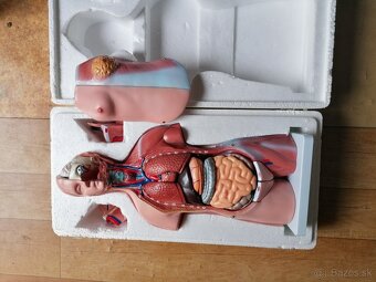 Model trupu ľudského tela - 2