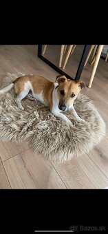 Jack russel terier na krytie - 2
