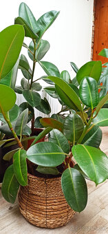 Ficus elastica - 2