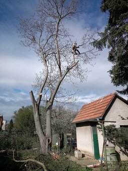 Výrub a orez stromov, arboristické práce - 2