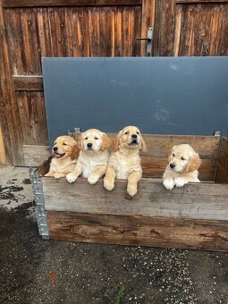 Zlatý Retriever - 2