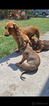 9tyzdnove jazveciky hnede - fenka a psik - 100eur - 2