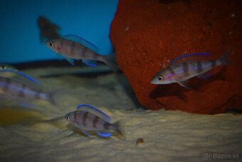 Paracyprichromis ammelrooyi - 2