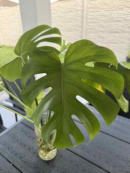 Predám rozmnoženú MONSTERA DELICIOSA - 2