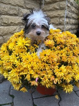 Yorkshirsky terier, yorkshirsky terier mini, biewer - 2