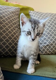 Darujem mačiatka - 2