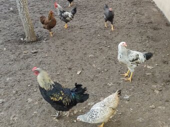 Predám kohútov - 2