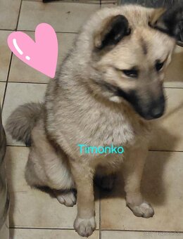 9 mesačný psík - 2