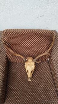 Predám trofej Daniela parožie zhody trofeje. - 2