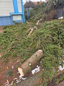 Darujem drevo za odvoz - 2