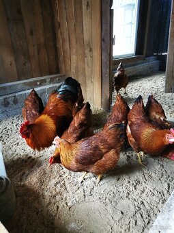 nasadove vajcia Hempšír 0,8€/ks - 2