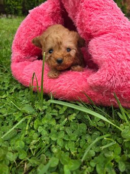Krásne šteniatka Maltipoo - mini VIP sučka - 2