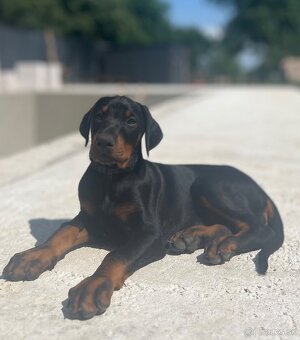 Doberman šteniatka - 2