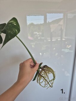 Monstera Albo Variegata - odrezok - 2