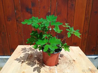 Dicentra srdcovka - 2