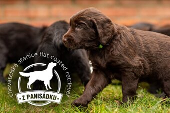 Flat coated retriever - štěňátka s PP se zajímavým rodokmene - 2