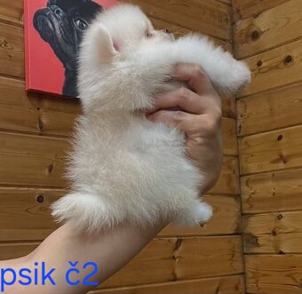 Pomeranian mini - 2