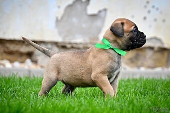 Bullmastiff, Bullmastif, Bulmastif štěňátka s PP - 2