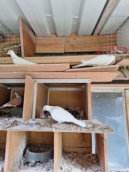 Hrdličky chichotavé - 2