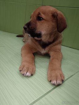 Šteniatka - mama Bernský salašnícky pes - 2