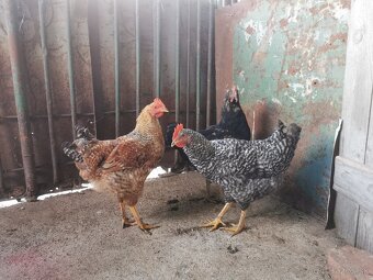 Predám mladých kohútov - 2