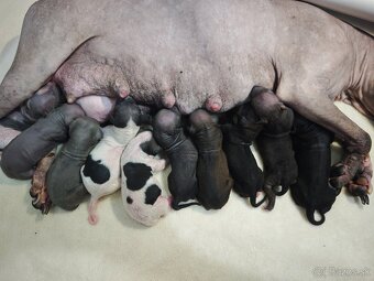 Americký bezsrstý teriér - 2