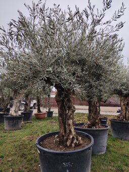 Olivovník europea - 2