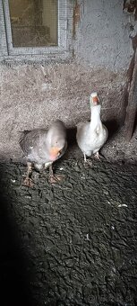 Predám párku husy 60 € - 2