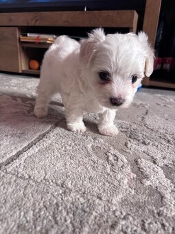 Maltézsky psík - 2