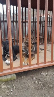 Darujem šteniatka - 2