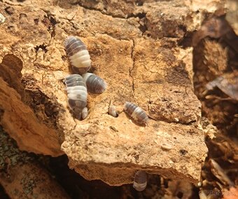 Isopody Cubaris sp. Panda King - 2