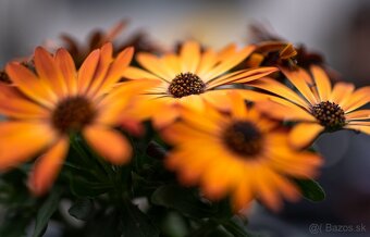 Tamron 45mm F/1.8 nikon - 2