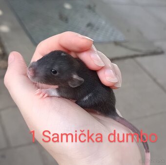 ❤ Exkluzívne dumbo, velveteen, rex potkaníky - 2