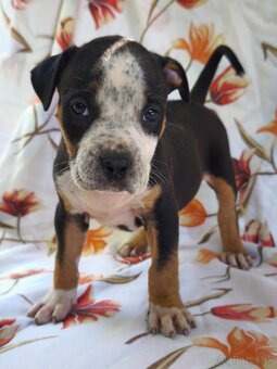 American Bully - 2