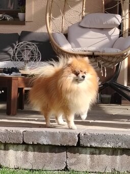 Ponúkam pomeriana na krytie - 2