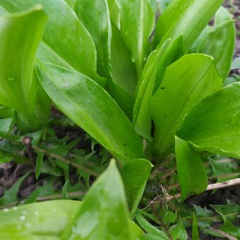 Predám MEDVEDÍ CESNAK - 2