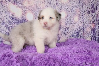 Austrálsky ovčiak sučka - 2