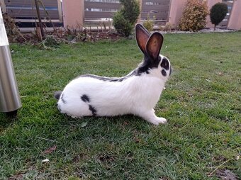 Nemecký obrovity strakáč - modrý - 2