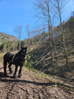 Predám ťažného Žrebca - 2