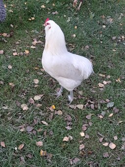 Predám kohuta araucana - 2