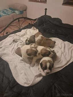 Darujem šteniatka - 2